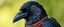 Placeholder: crow dad, faceted portrait, wearing tunique
