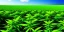 Placeholder: magnificent, realistic, colorful, epic, ray tracing, cinematic, 8k, HD, Ultra High Definition, photo film, film grain, high quality marijuana plant field