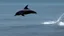 Placeholder: A train to cross the ocean where dolphins are jumping.