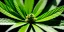 Placeholder: magnificent, realistic, colorful, massive, epic, ray tracing, cinematic, 8k, HD, Ultra High Definition, photo film, film grain, hyper-detailed, vibrant colorful exotic marijuana plant