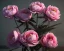 Placeholder: Pink peonies, Fantastic flower, ultra graphics, RTX, TXXA, SSAO, High quality,hyperrealistic, Super detailed, HDR,4k