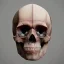 Placeholder: crystal skull portrait, simmetric eyes, ambient, ultra realistic photo, unreal engine, paloroid, 100mm --aspect ratio 1:1