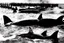 Placeholder: An orca army fighting in WW2 on D-Day