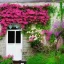 Placeholder: flowery cottage