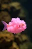 Placeholder: A plastic pink cloud floating in the fish
