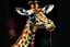 Placeholder: cover book art of lgiraffe wih stuning rich color