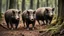 Placeholder: wild pigs with tusks in woodland