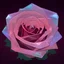 Placeholder: transparent multicolor crystal rose