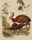 Placeholder: John James Audubon-like illustration of a fully uncropped Dodo bird and a Platypus in a chinoiserie landscape of warm yellows, warm reds, and warm blues