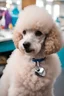 Placeholder: poodle at the groomer