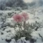 Placeholder: gillyflower in the snow, autochrome