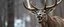 Placeholder: orc elk with no teeth