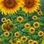 Placeholder: Center of Vienna. Sunflower.