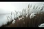 Placeholder: Ultra-realistic cinematic photo of tall pampas grass with white feathery plumes, swaying softly in the wind, beside a slow river reflecting the grey sky, soft mist rising, atmosphere of nostalgia, inner sadness and hidden beauty, detailed textures, emotional, enchanting, poetic landscape
