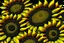 Placeholder: 3d,sunflowers,patterns,