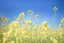 Placeholder: bottom half canola, detailed, top half sky, agriculture photography,