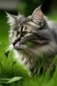 Placeholder: kucing cantik makan rumput