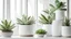 Placeholder: Variety of green tropical succulent house plants and trees in white modern design pots in for decoration luxury modern classic white wall room on marble tile floor with sunlight from window