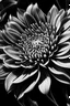 Placeholder: closeup art in black and white