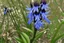 Placeholder: viper's bugloss