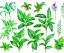 Placeholder: Vector plants and herb set illustration. Watercolor