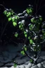 Placeholder: Weinachtsbaum im schnee