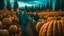 Placeholder: pumpkins on a pumpkin patch farm autumn fall festival with lights and people