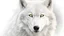 Placeholder: front facing white wolf, glowing eyes, transparent background