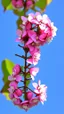 Placeholder: Cherty blossom against a beautiful blue sky