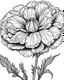 Placeholder: real massive Carnation flower coloring page