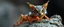 Placeholder: slimy ant cat ow