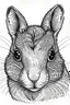 Placeholder: Squirrel face line art