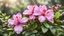 Placeholder: rhododendron on natural background