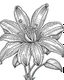 Placeholder: real massive Lily flower coloring page