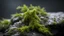 Placeholder: Mistletoes,on a wet rock,moss,dark background,dramatic scene,