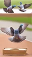 Placeholder: Pigeon flew together, carrying the trap with them