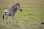 Placeholder: Zelensky in zebra
