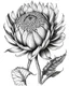 Placeholder: real massive only Protea flower, coloring page, no leaves, full body (((((white background))))), only use an outline., real style, line art, white color, clean line art, white background, Sketch style