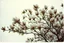 Placeholder: Melancholic, ultra-realistic vintage polaroid photograph of a The magnolia tree, soft light of a cloudy sky, atmosphere of quiet sadness and timeless beauty, cinematic, hyper-detailed, emotional and mesmerizing, bloom, lo-fi