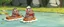 Placeholder: realistic ghibli crazy cute small fluffy hippo scientist with friends, eating hot dogs, while sailing down a stream on small boats