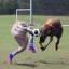 Placeholder: Animals playing soccer