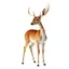 Placeholder: full body of a bald white tail deer with big smile facing left and looking left in the style of my little pony, on white background