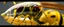 Placeholder: eye tyrant beholderkin wasp, inside full speed aqua hornet patterned double banana transparent space vessel with black and yellow wasp stripes