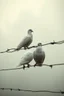 Placeholder: Extremely realistic photo of two white doves prison wall bare wire , fog, general foul weather, (Rembrandt Lighting), zeiss lens, ultra realistic, (high detailed skin:1.2), 8k uhd, dslr, Dramatic Rim light, high quality, Fujifilm XT3, artwork in pale distressed tones , minimalistic approach, blends old world aesthetics art with elements of distressed painting and illustration, shadow play, high conceptuality, palette inspired by Charlene Mc Nally,