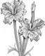 Placeholder: real massive Gladiolus flower coloring page