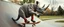 Placeholder: rhino kangaroo sock skating on skate ramp while eating hot dogs