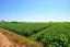 Placeholder: next to an ideal farm field, sunny day, product photo setting, mid-level horizon, taken from 15 feet up