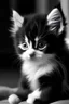 Placeholder: small kitten black and white extra fuzzy