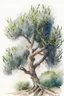 Placeholder: watercolor painting of the most beautiful and majestic olive tree