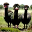 Placeholder: ostriches animals